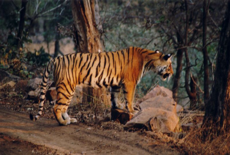 Bengalischer Tiger im NP Ranthambore